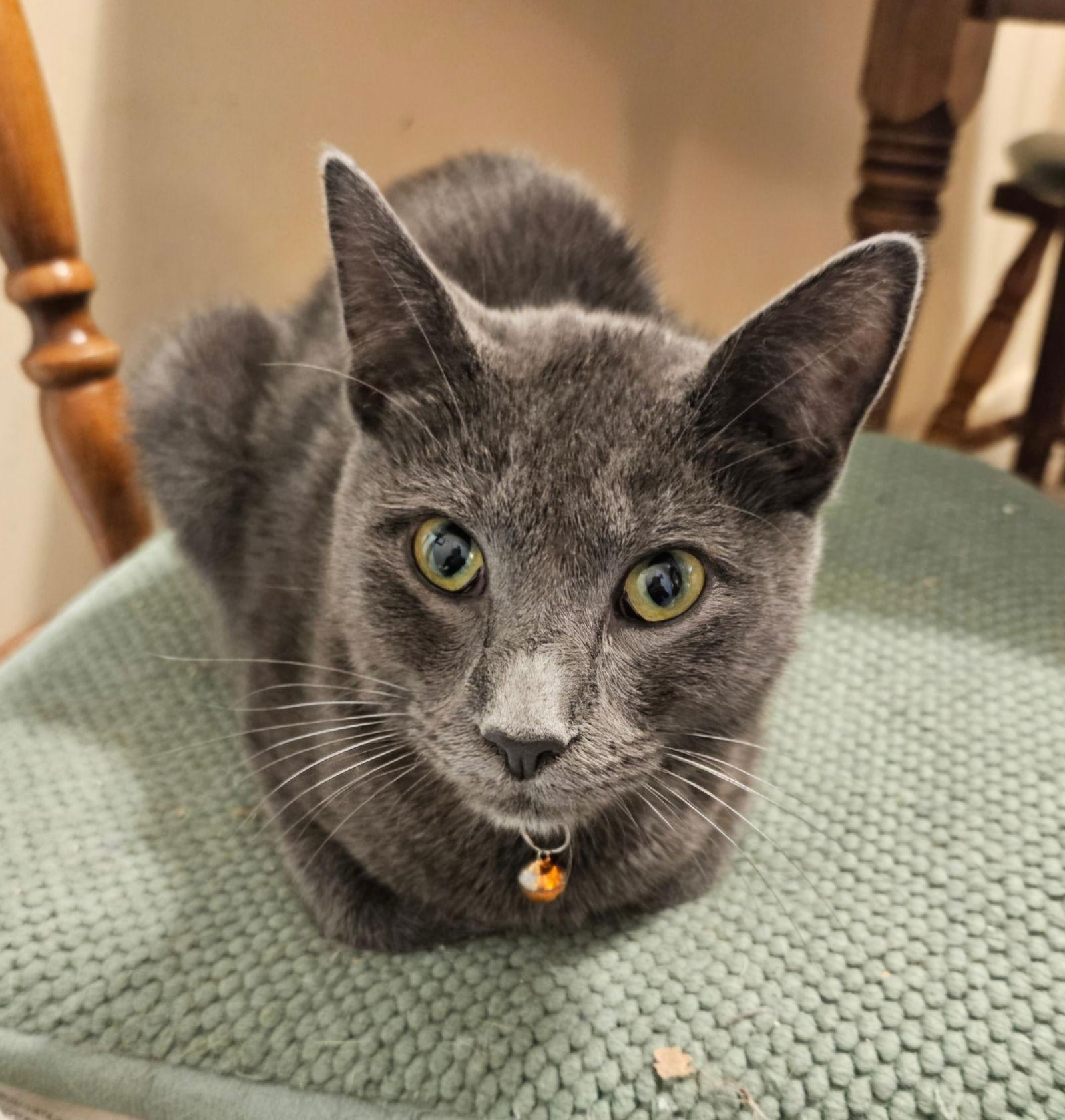 Malachite, Adoptable, Young Male Domestic Short Hair.