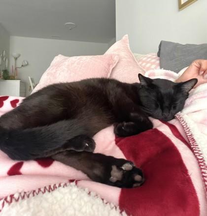 Chaka, Adoptable, Senior Male Domestic Short Hair & Domestic Short Hair.