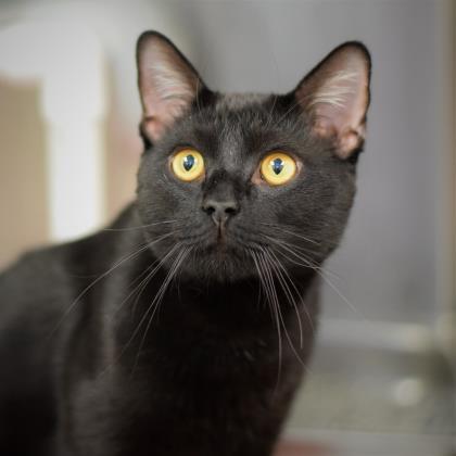 Enlarge Chaka, a Adoptable mixed breed in Washington, DC image 3/3