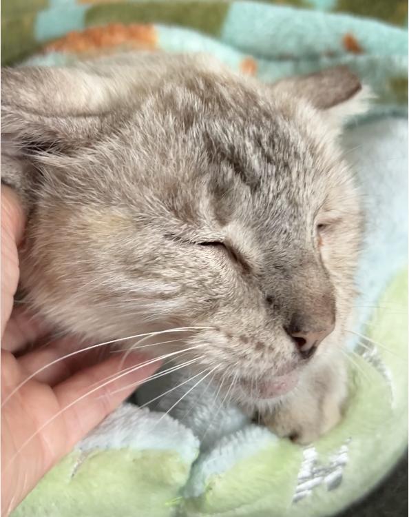 Enlarge Mist, a Adoptable mixed breed in Seabrook, NH image 4/6
