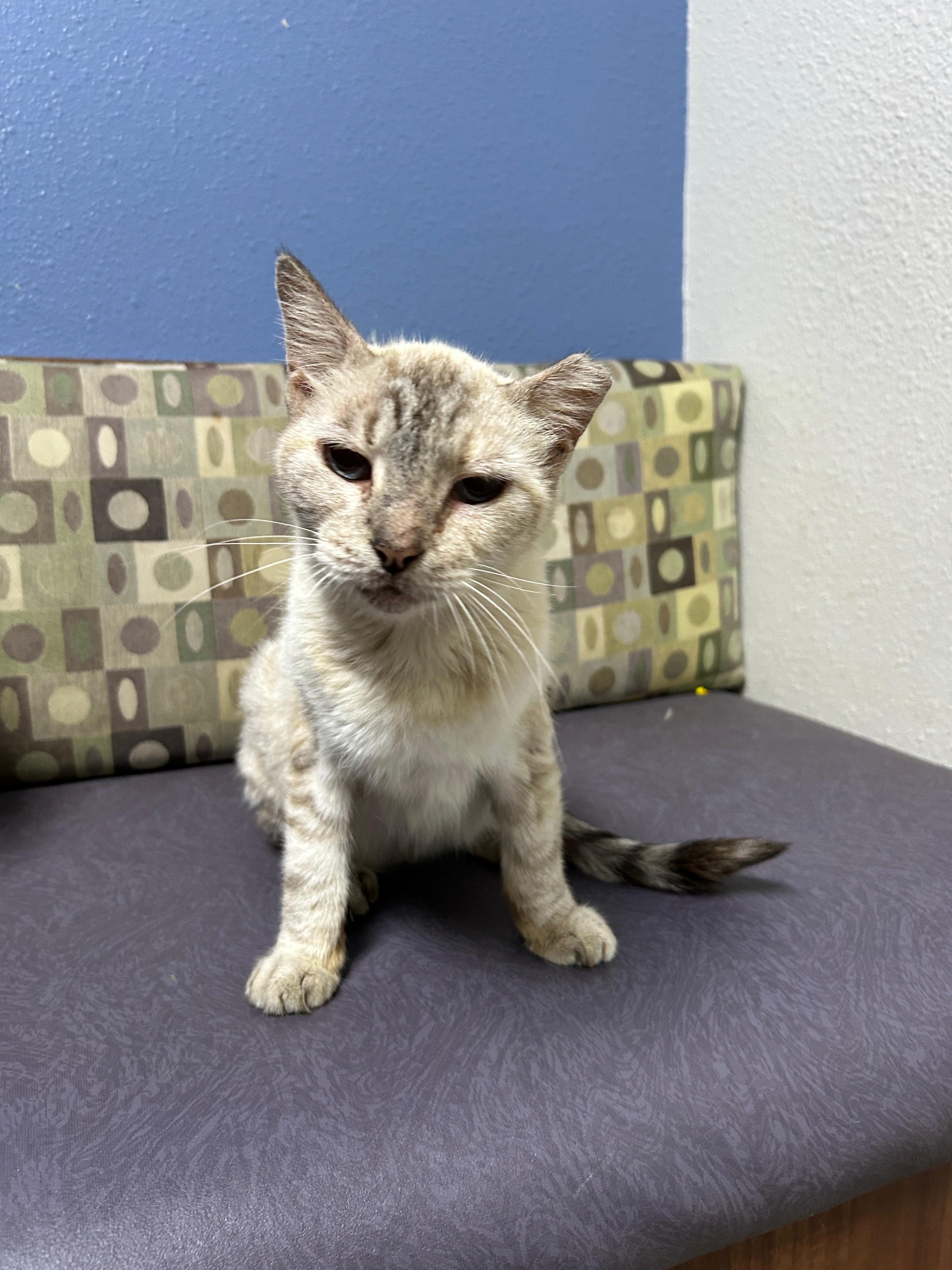 Enlarge Mist, a Adoptable mixed breed in Seabrook, NH image 2/6