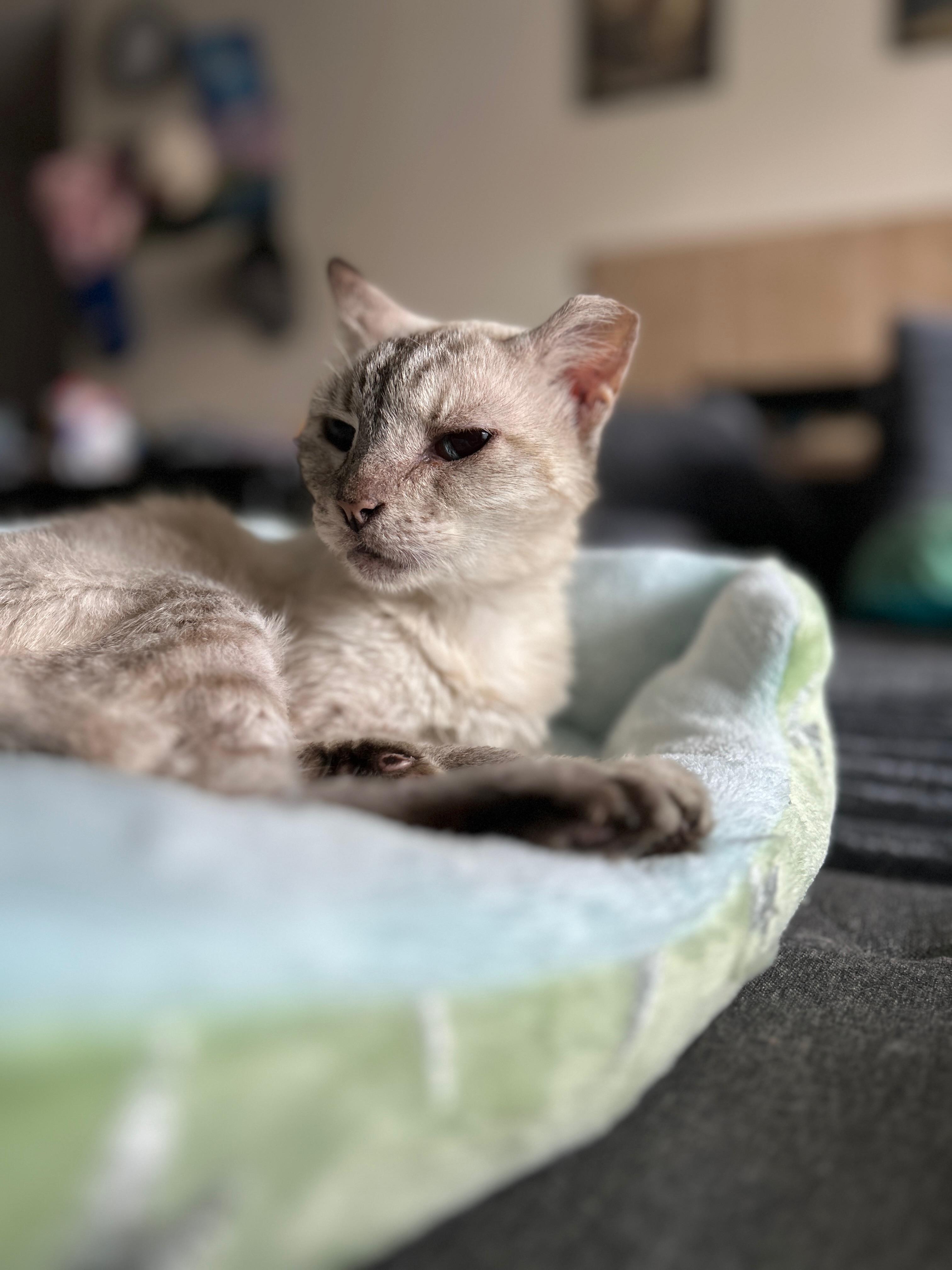 Enlarge Mist, a Adoptable mixed breed in Seabrook, NH image 1/6