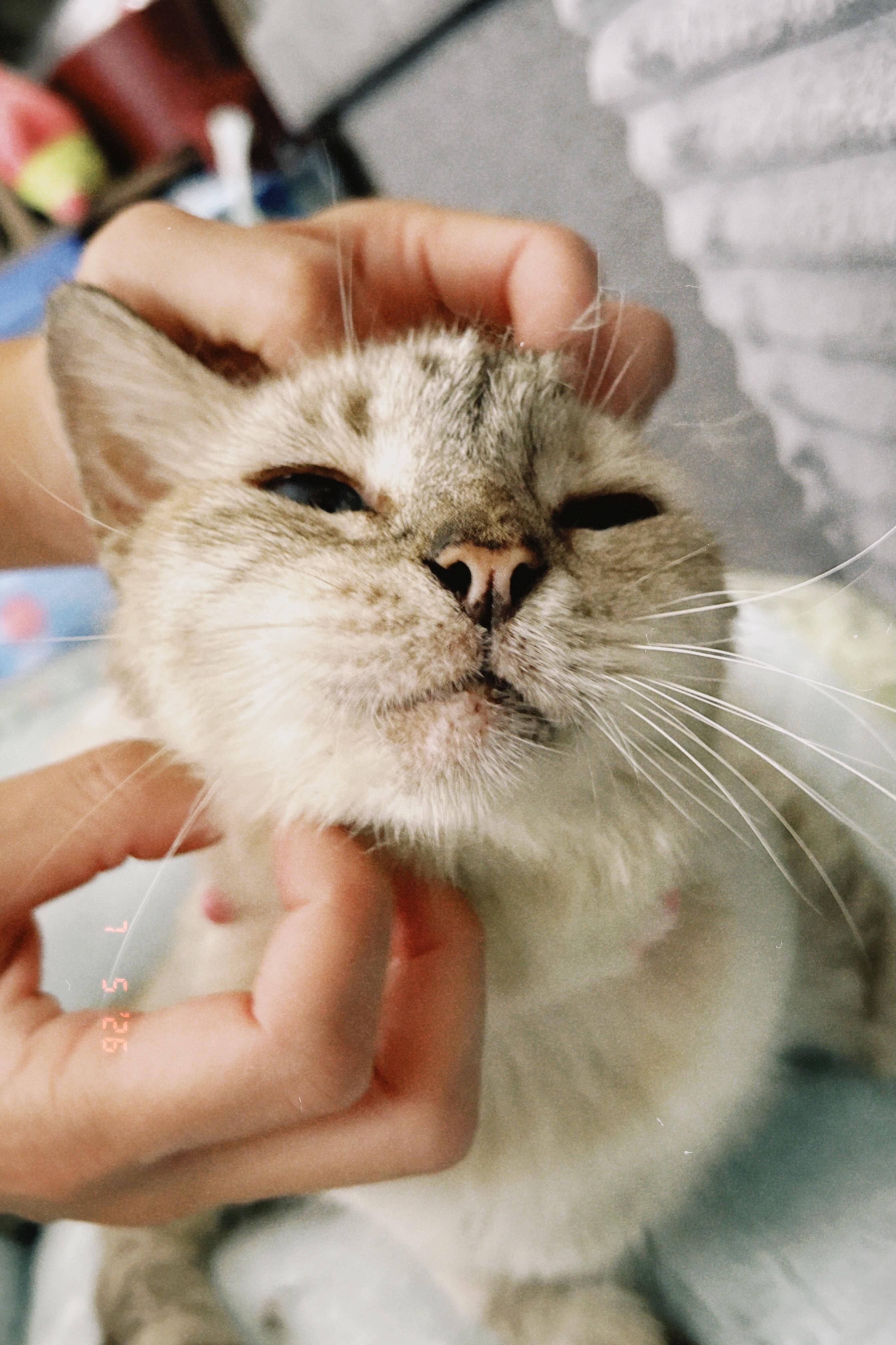 Enlarge Mist, a Adoptable mixed breed in Seabrook, NH image 5/6