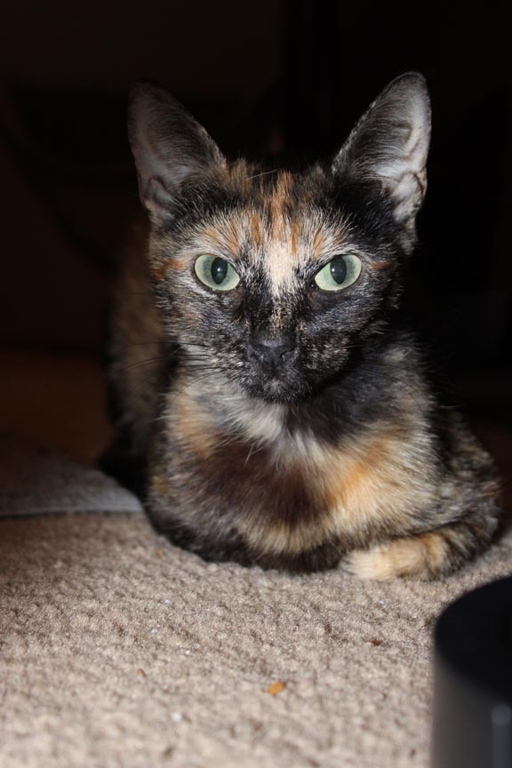 Enlarge Annabelle, a Adoptable Domestic Short Hair in Fort Worth, TX image 1/5