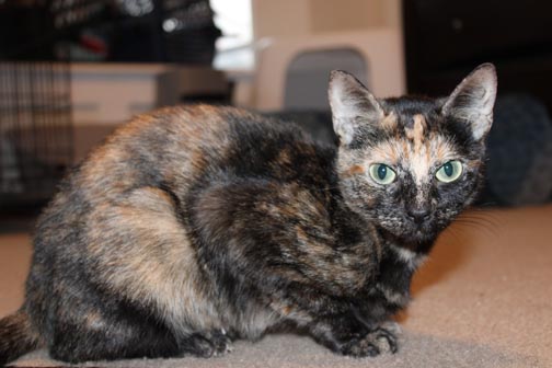 Enlarge Annabelle, a Adoptable Domestic Short Hair in Fort Worth, TX image 3/5
