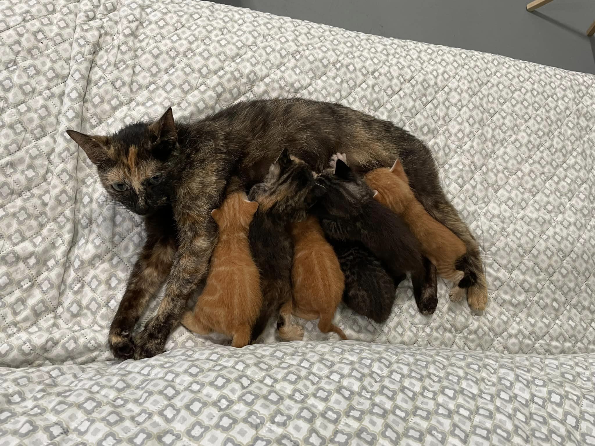 Enlarge Annabelle, a Adoptable Domestic Short Hair in Fort Worth, TX image 5/5