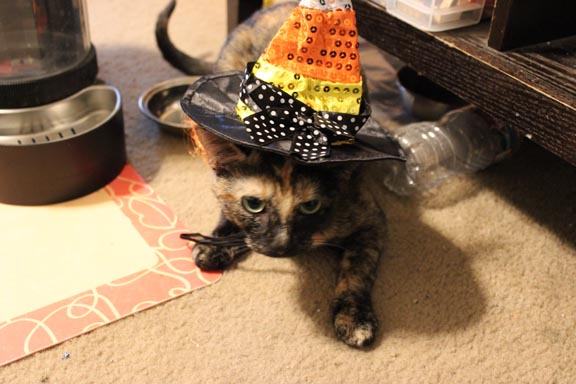 Enlarge Annabelle, a Adoptable Domestic Short Hair in Fort Worth, TX image 4/5