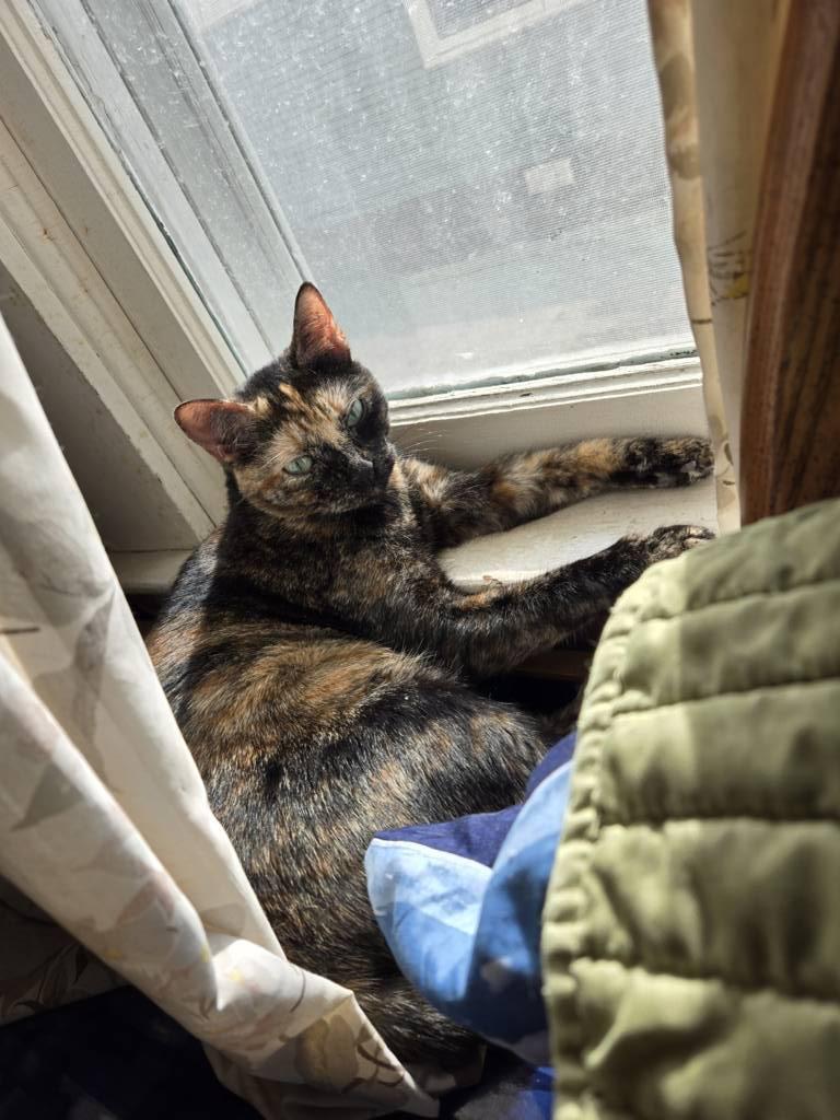 Annabelle, Adoptable, Adult Female Domestic Short Hair.