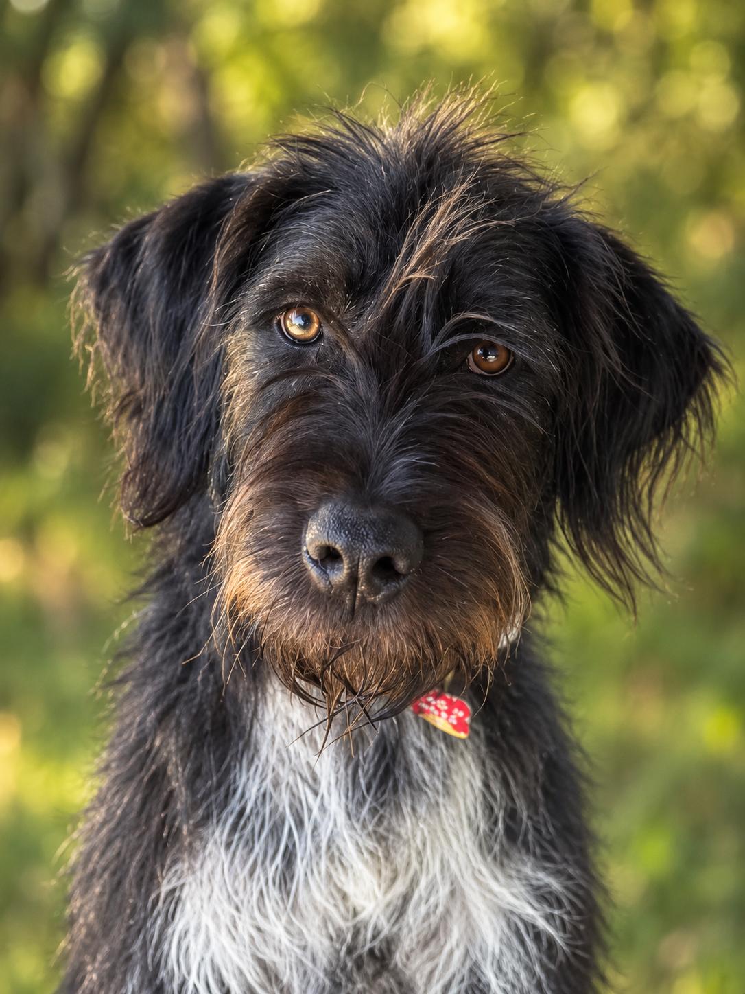 Steven Tyler, ADOPTABLE, Adult Male German Wirehaired Pointer.