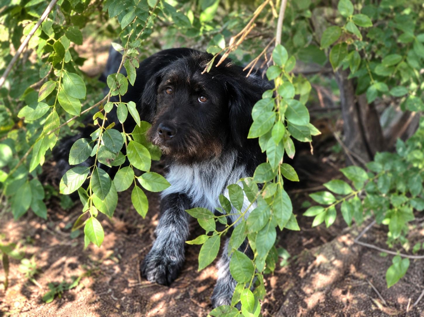 Enlarge Steven Tyler, a ADOPTABLE mixed breed in Hutchinson, KS image 2/6