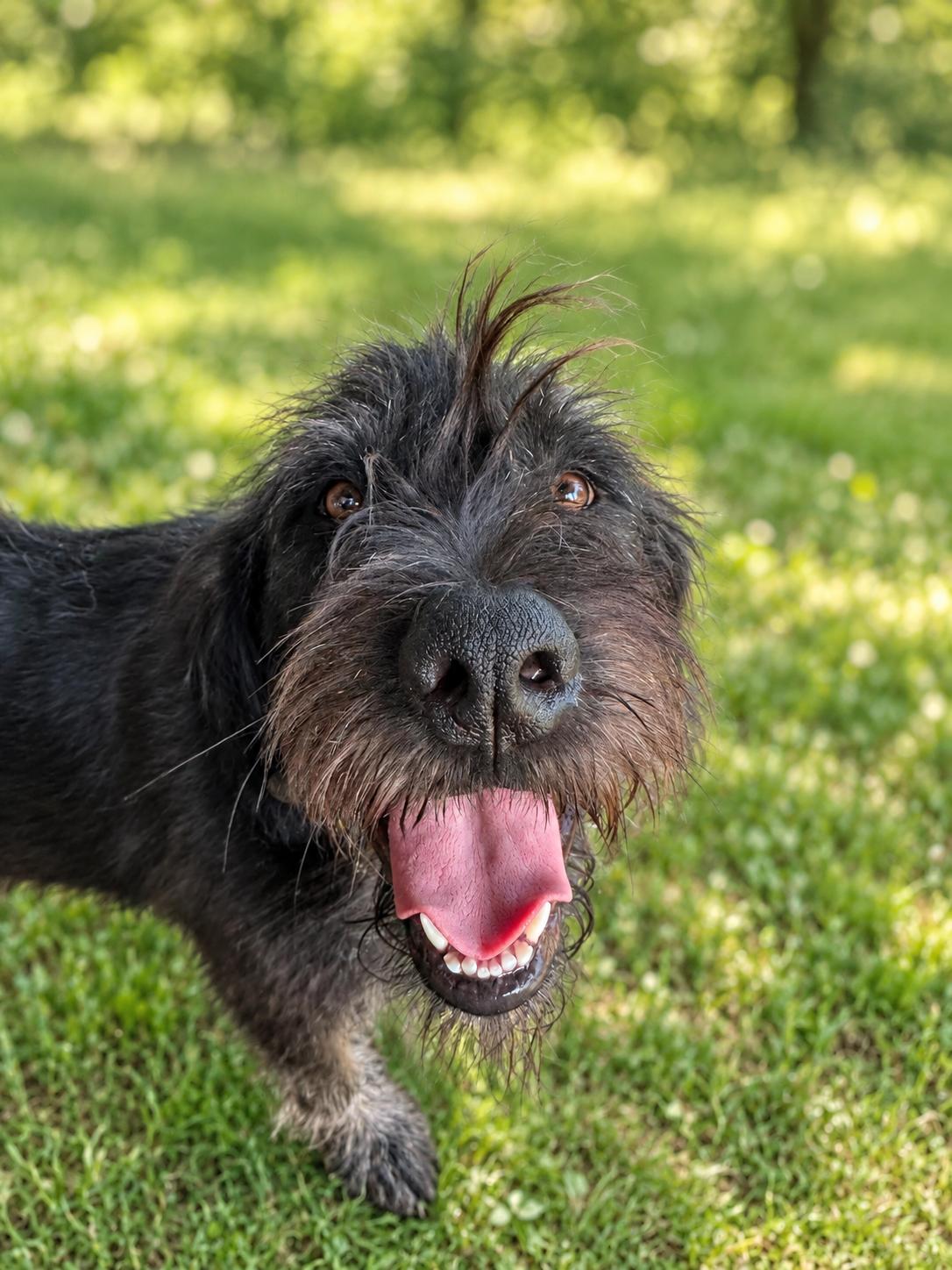 Enlarge Steven Tyler, a ADOPTABLE mixed breed in Hutchinson, KS image 3/6