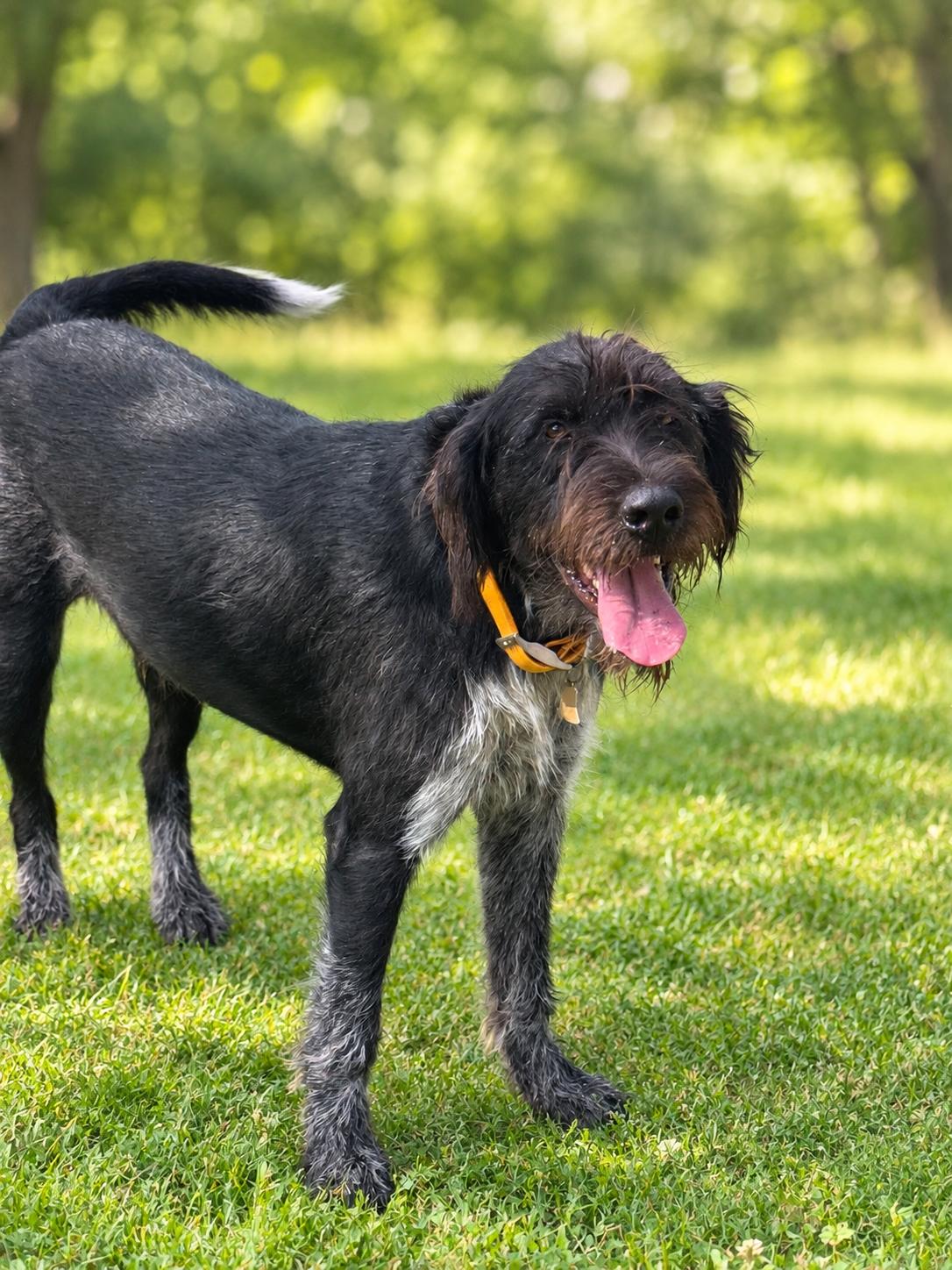 Enlarge Steven Tyler, a ADOPTABLE mixed breed in Hutchinson, KS image 6/6