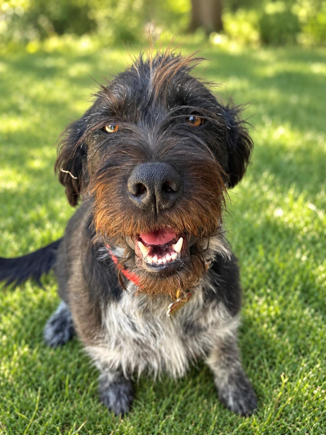 Enlarge Steven Tyler, a ADOPTABLE mixed breed in Hutchinson, KS image 5/6