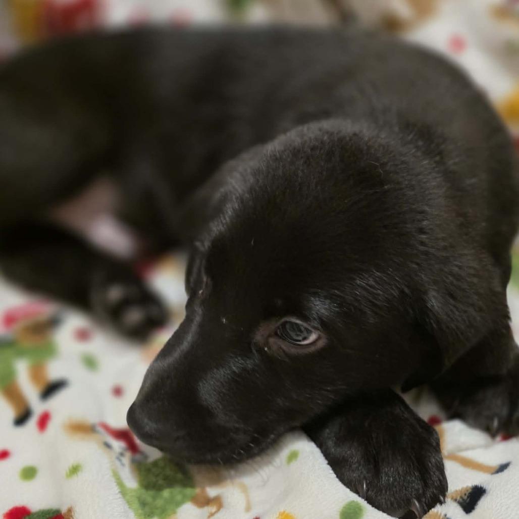 Rex, Adoptable, Puppy Male Black Labrador Retriever.