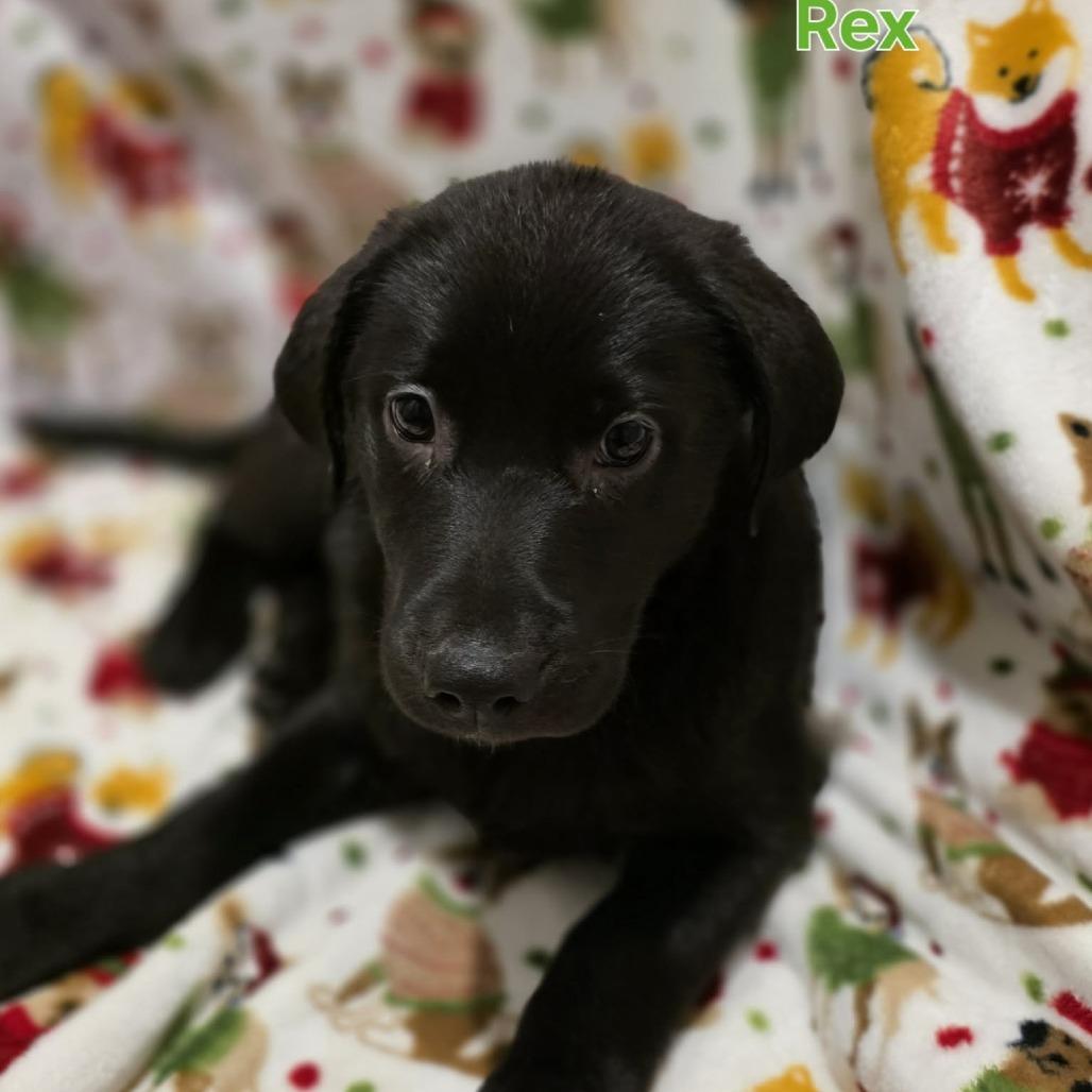 Enlarge Rex, a Adoptable Black Labrador Retriever in Baldwin, WI image 2/5