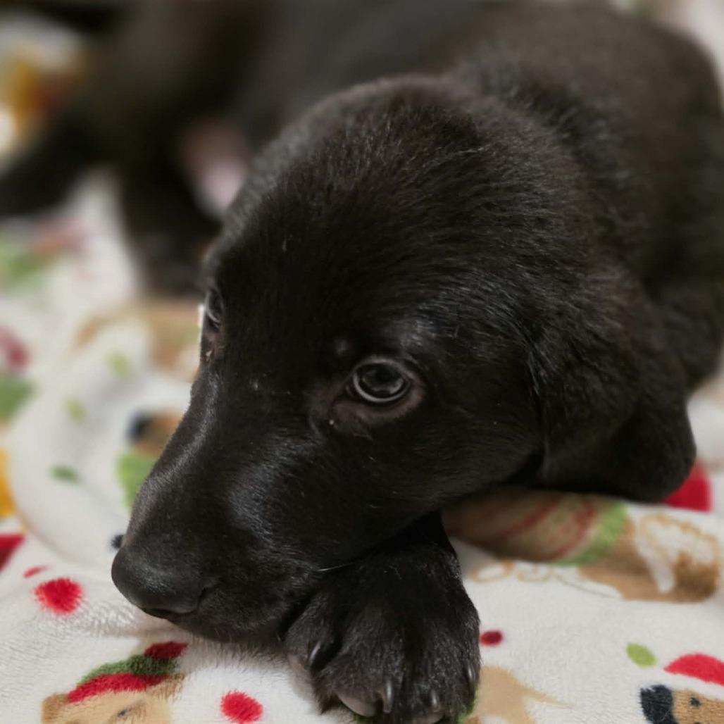 Enlarge Rex, a Adoptable Black Labrador Retriever in Baldwin, WI image 3/5