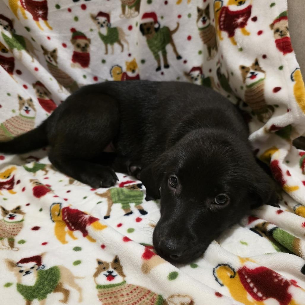 Enlarge Rex, a Adoptable Black Labrador Retriever in Baldwin, WI image 4/5