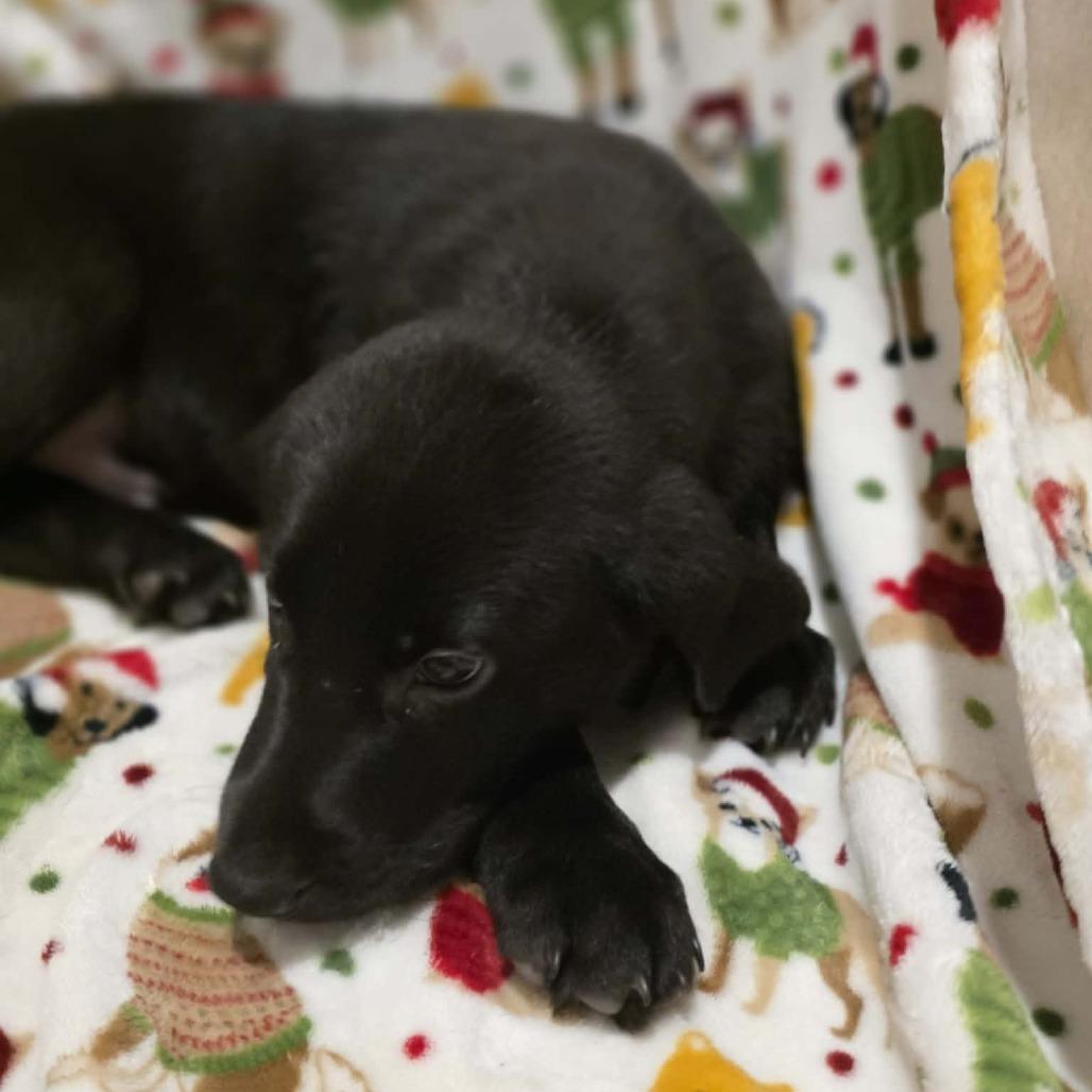 Enlarge Rex, a Adoptable Black Labrador Retriever in Baldwin, WI image 5/5