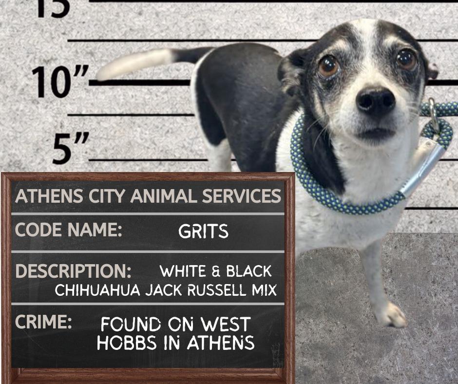 GRITS, Adoptable, Senior Male Chihuahua & Jack Russell Terrier.