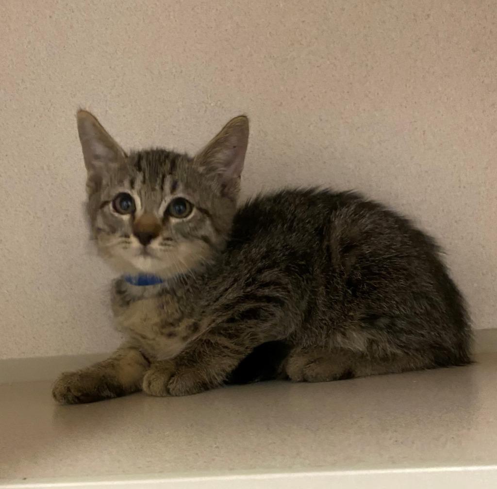 Enlarge Blaze, a Adoptable mixed breed in Chino Valley, AZ image 1/2