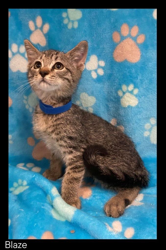 Enlarge Blaze, a Adoptable mixed breed in Chino Valley, AZ image 2/2