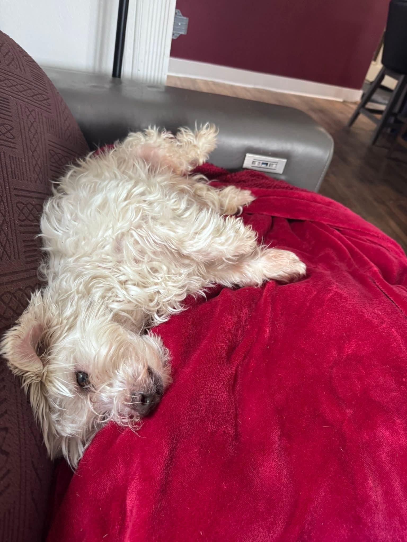 Enlarge BINGO $200, a ADOPTABLE mixed breed in Milwaukee, WI image 5/5