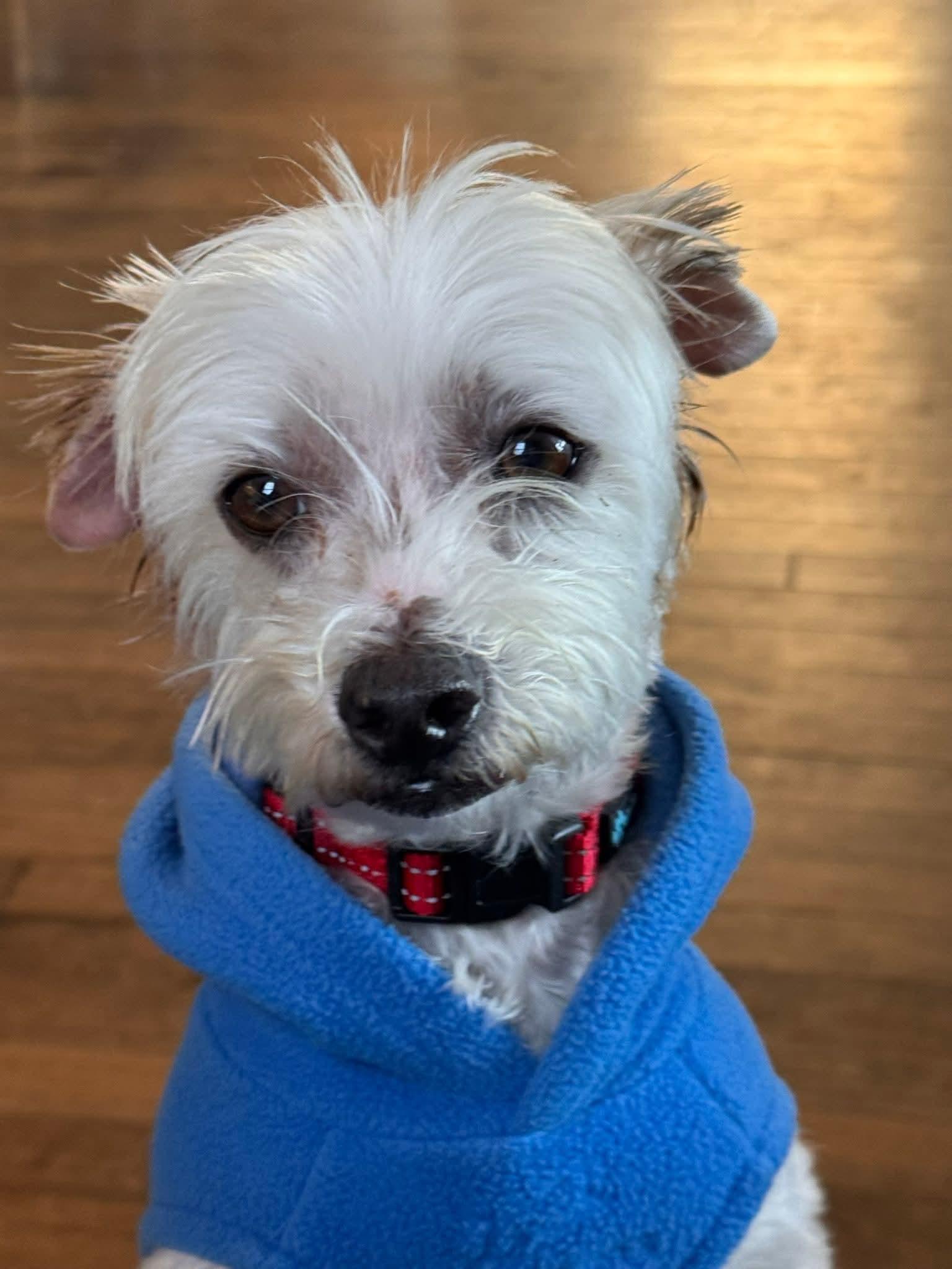 BINGO $375, ADOPTABLE, Adult Male Terrier.