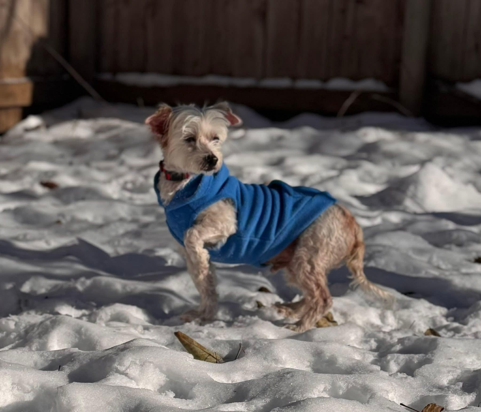 BINGO $375, a ADOPTABLE mixed breed in Milwaukee, WI image 2/6