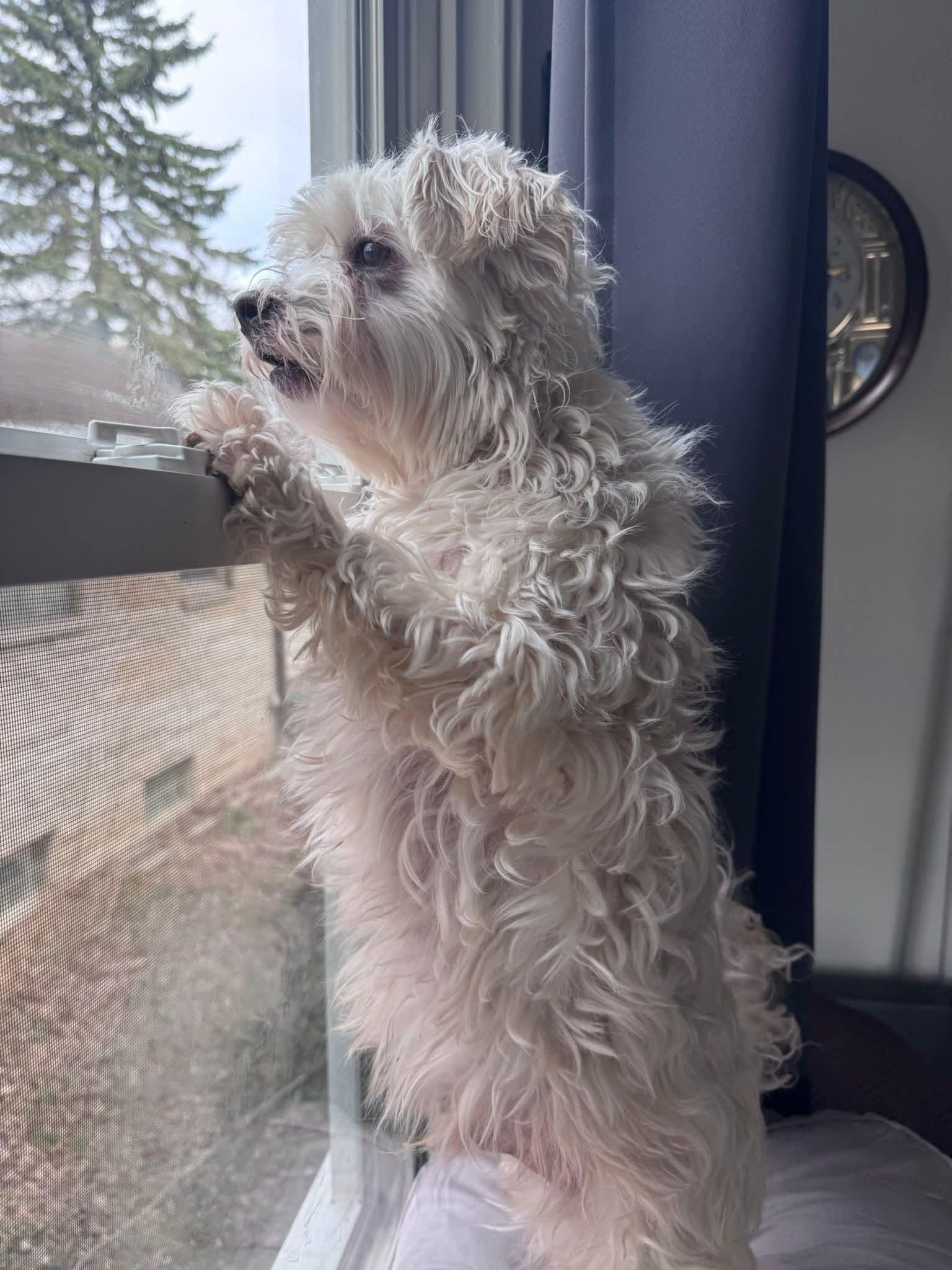 BINGO $200, ADOPTABLE, Adult Male Terrier.