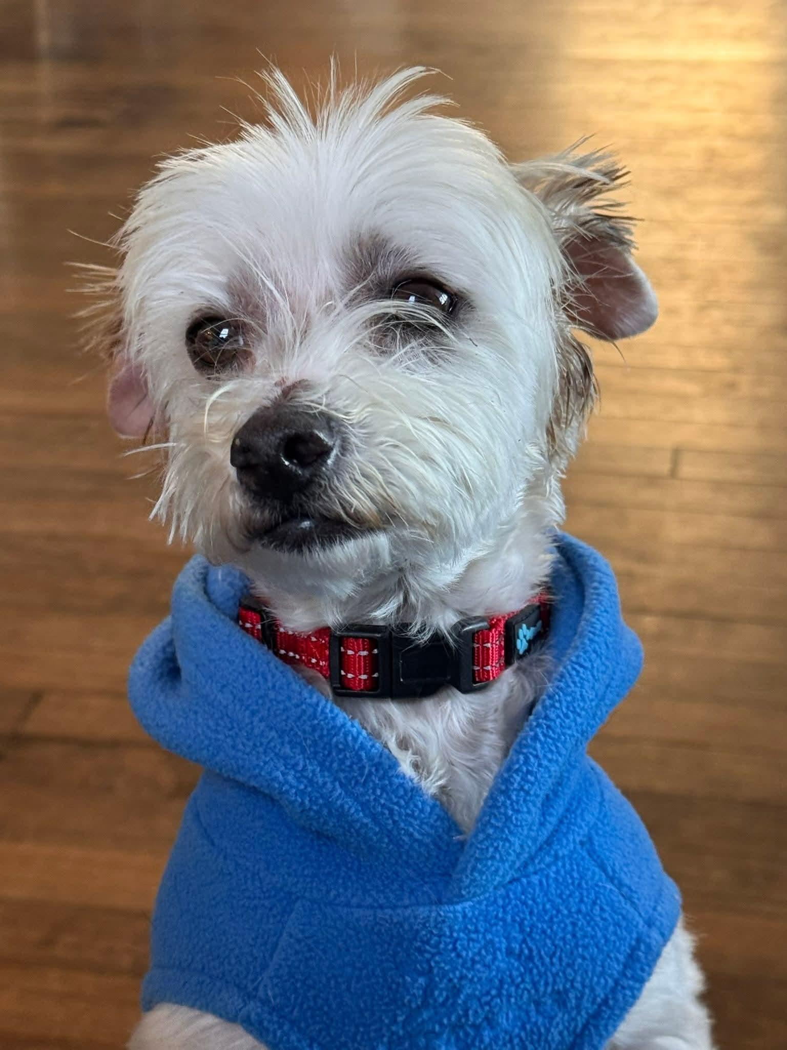 BINGO $375, a ADOPTABLE mixed breed in Milwaukee, WI image 3/6