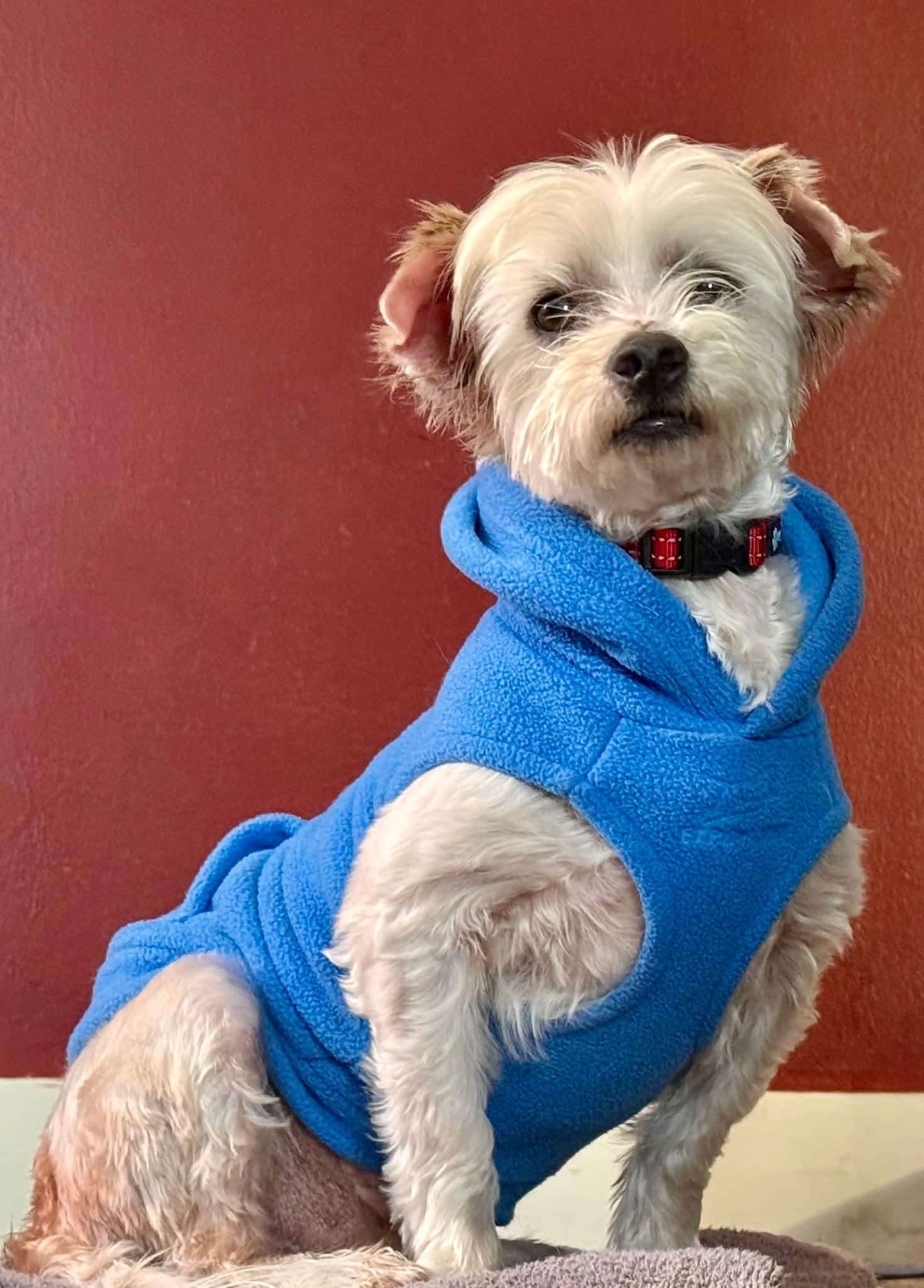 BINGO $375, a ADOPTABLE mixed breed in Milwaukee, WI image 4/6