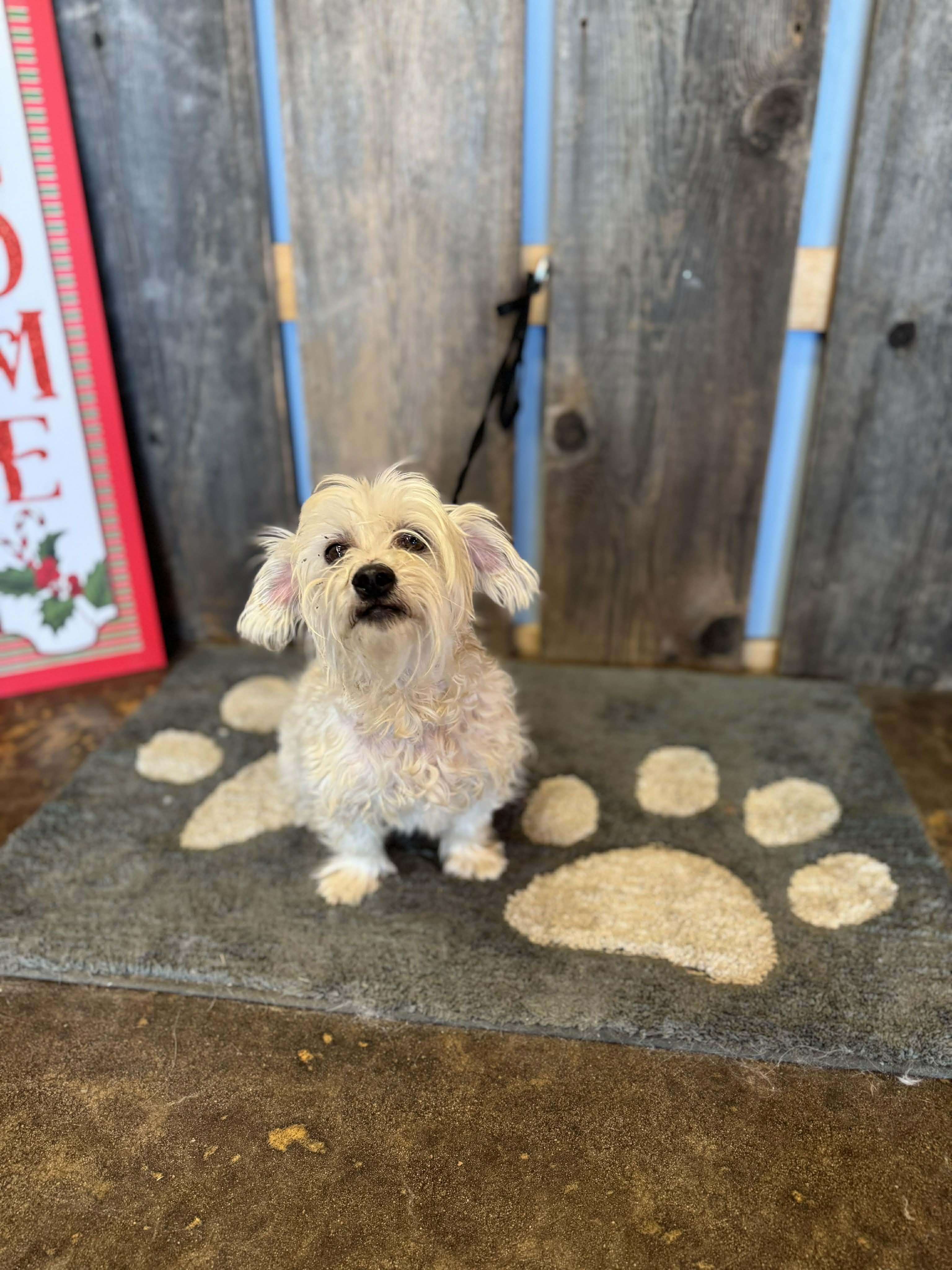 BINGO $375, a ADOPTABLE mixed breed in Milwaukee, WI image 5/6