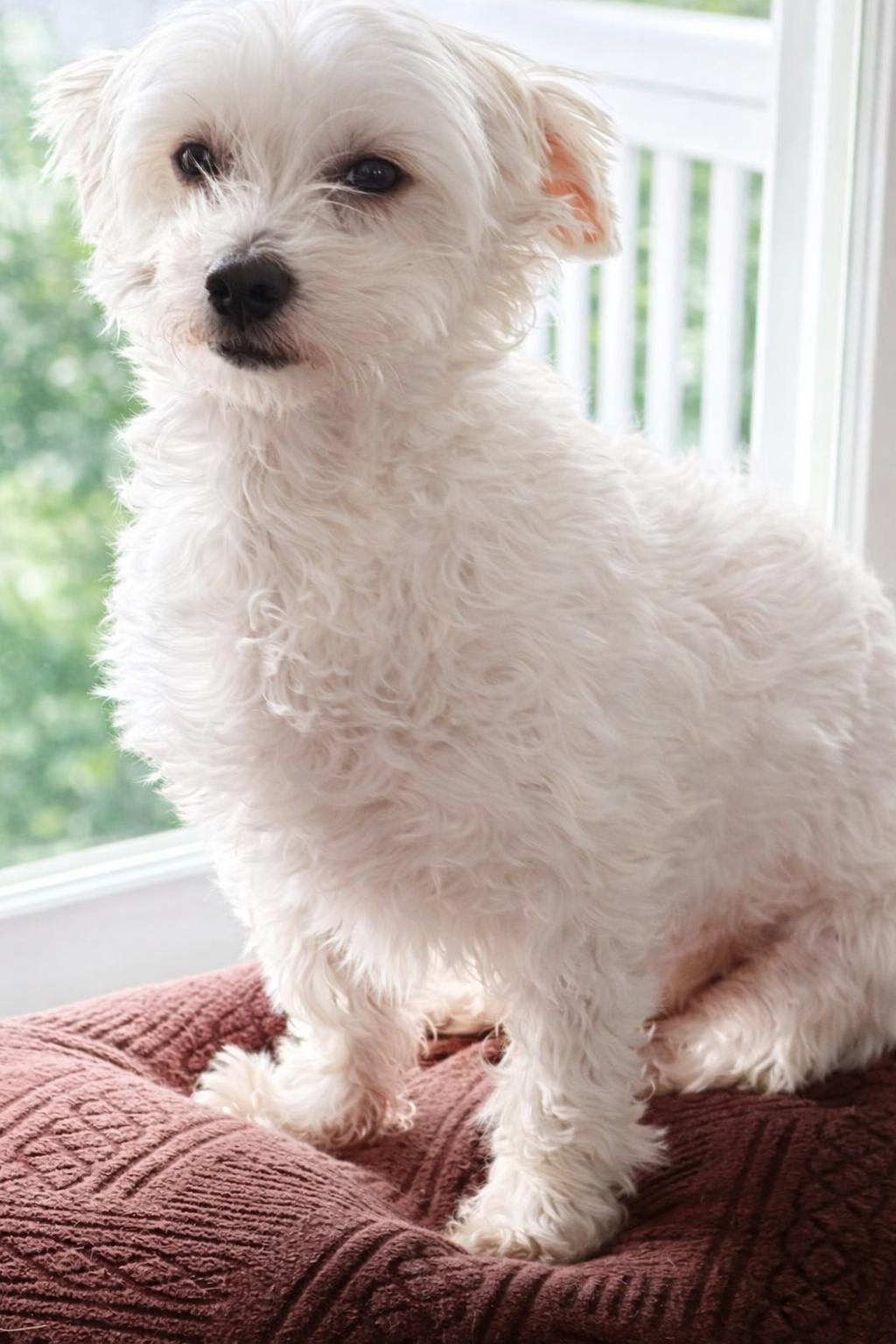 BINGO $375, ADOPTABLE, Adult Male Terrier.