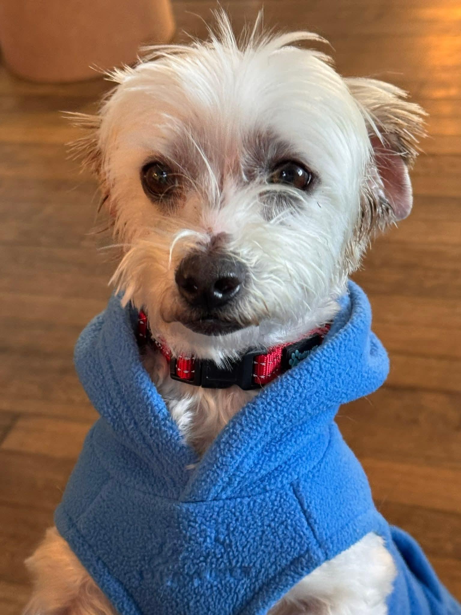 BINGO $375, a ADOPTABLE mixed breed in Milwaukee, WI image 6/6