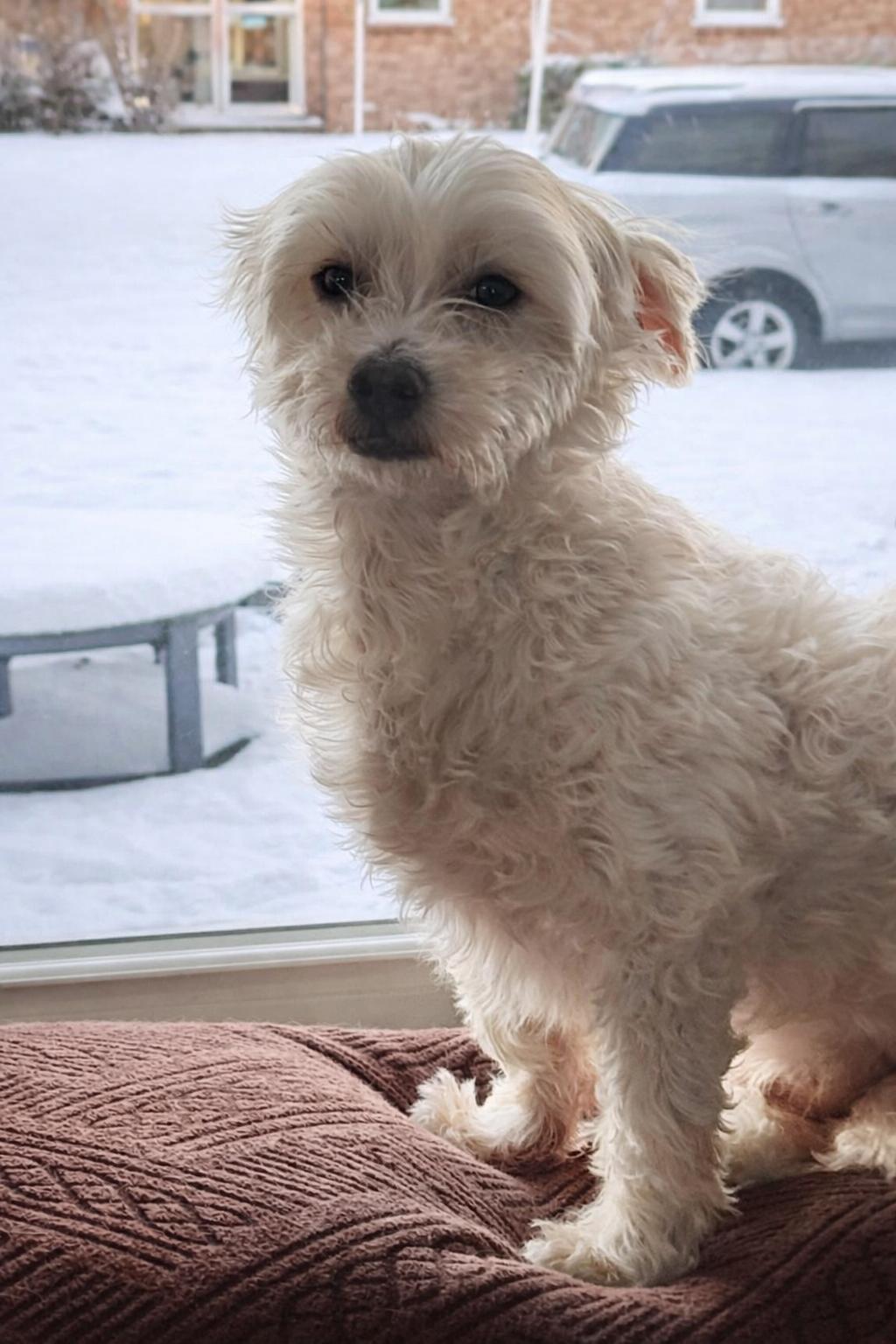 Enlarge BINGO $375, a ADOPTABLE mixed breed in Milwaukee, WI image 6/6