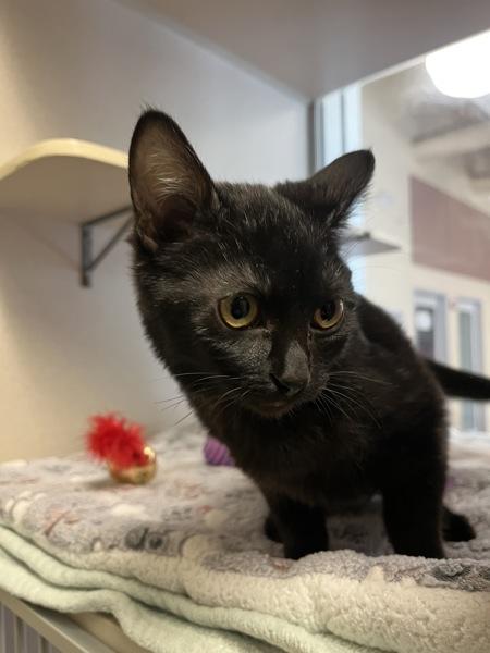 Dove, Adoptable, Kitten Female Domestic Short Hair.