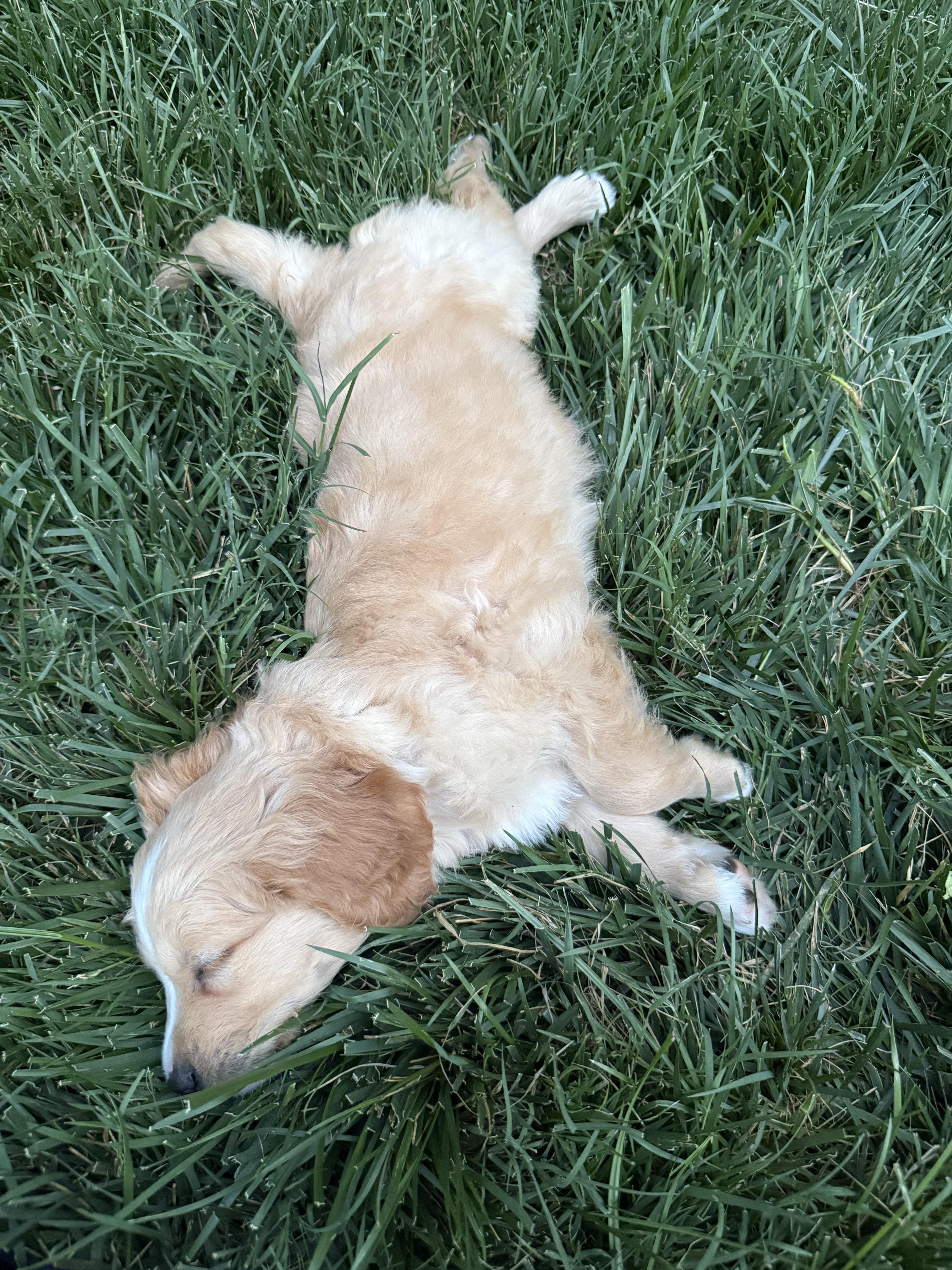 Enlarge Tucker, an adopted mixed breed in Concord, NC image 2/2
