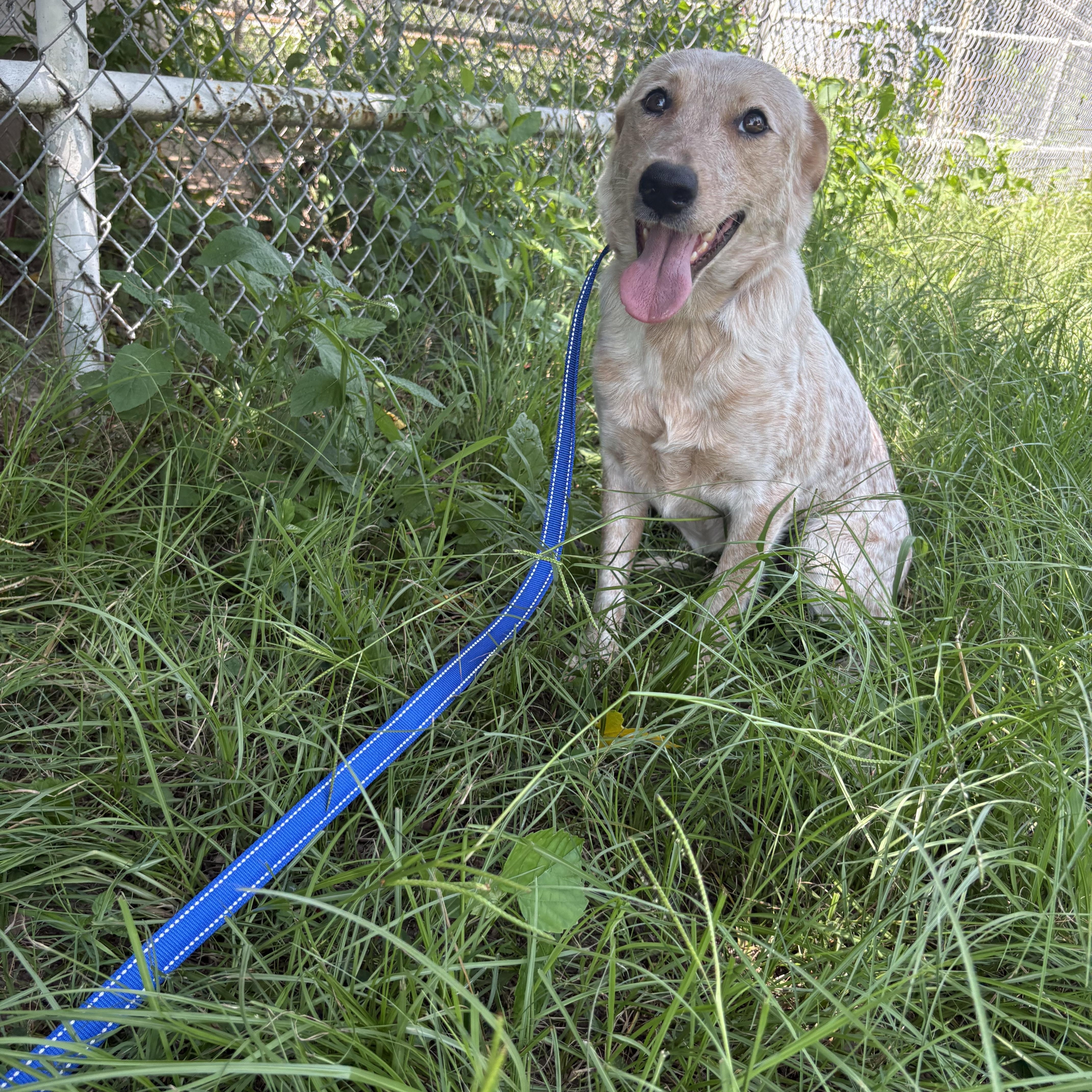 Rubie, Adoptable, Adult Female Australian Cattle Dog / Blue Heeler.