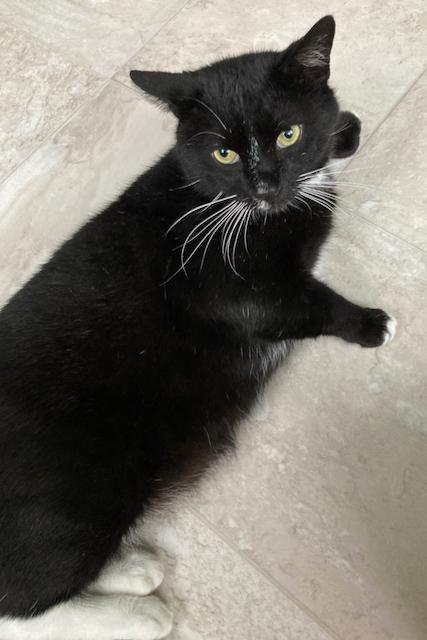 Charlie - Personality Plus, a ADOPTABLE Domestic Short Hair in Durham, CT image 2/3
