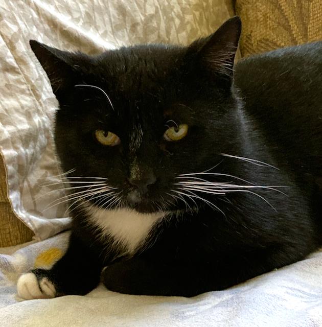 Charlie - Personality Plus, ADOPTABLE, Adult Male Domestic Short Hair.