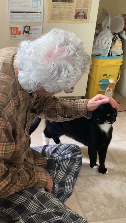 Enlarge Charlie - Personality Plus, a ADOPTABLE Domestic Short Hair in Durham, CT video 3/3