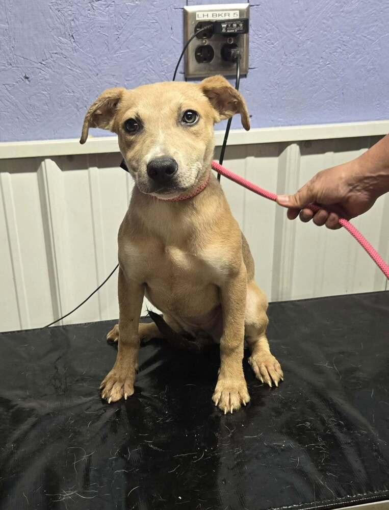 Sky, Adoptable, Young Female Labrador Retriever.