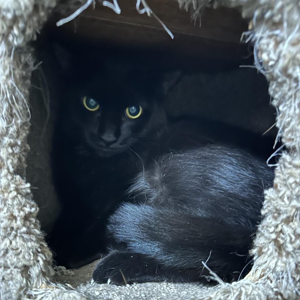 Amelia, Adoptable, Adult Female Bombay.