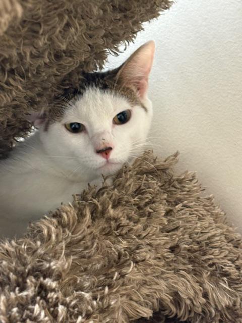 Enlarge Snowflake, a Adoptable Domestic Short Hair in Maple Grove, MN image 1/3