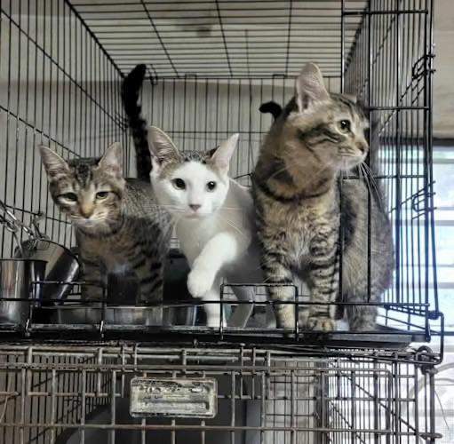 Snowflake, Adoptable, Young Male Domestic Short Hair.