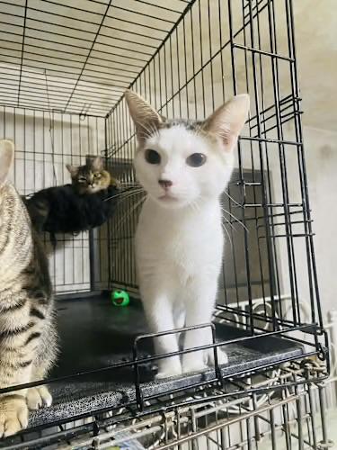 Enlarge Snowflake, a Adoptable Domestic Short Hair in Maple Grove, MN image 2/2