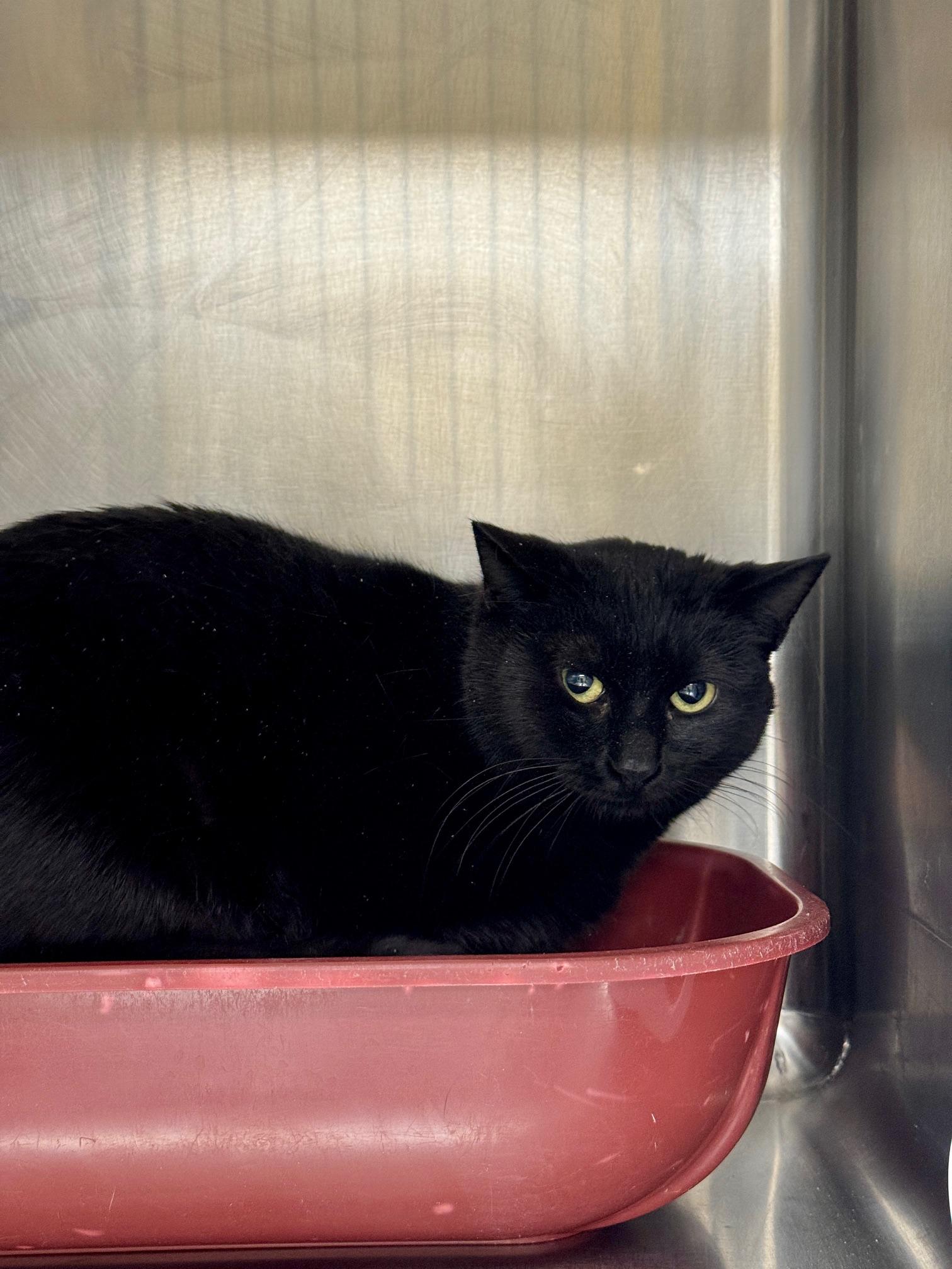 Petunia, Adoptable, Adult Female Domestic Short Hair.