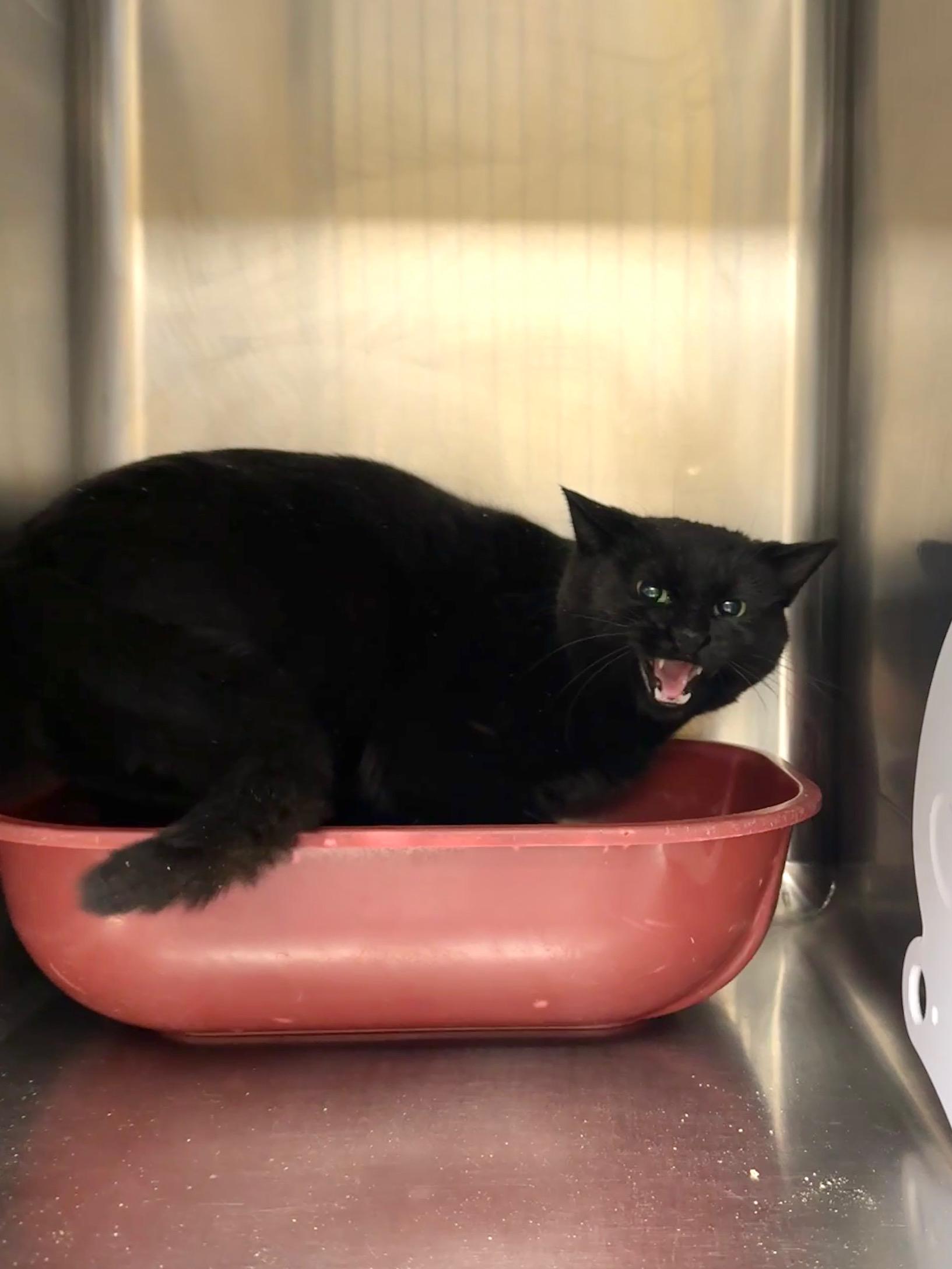 Petunia, Adoptable, Adult Female Domestic Short Hair.