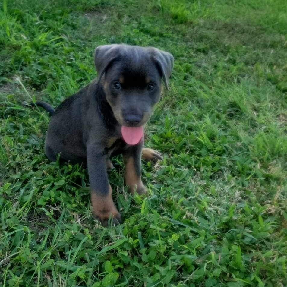 Dog for adoption Banana, a Mixed Breed in rocky hill, CT Petfinder