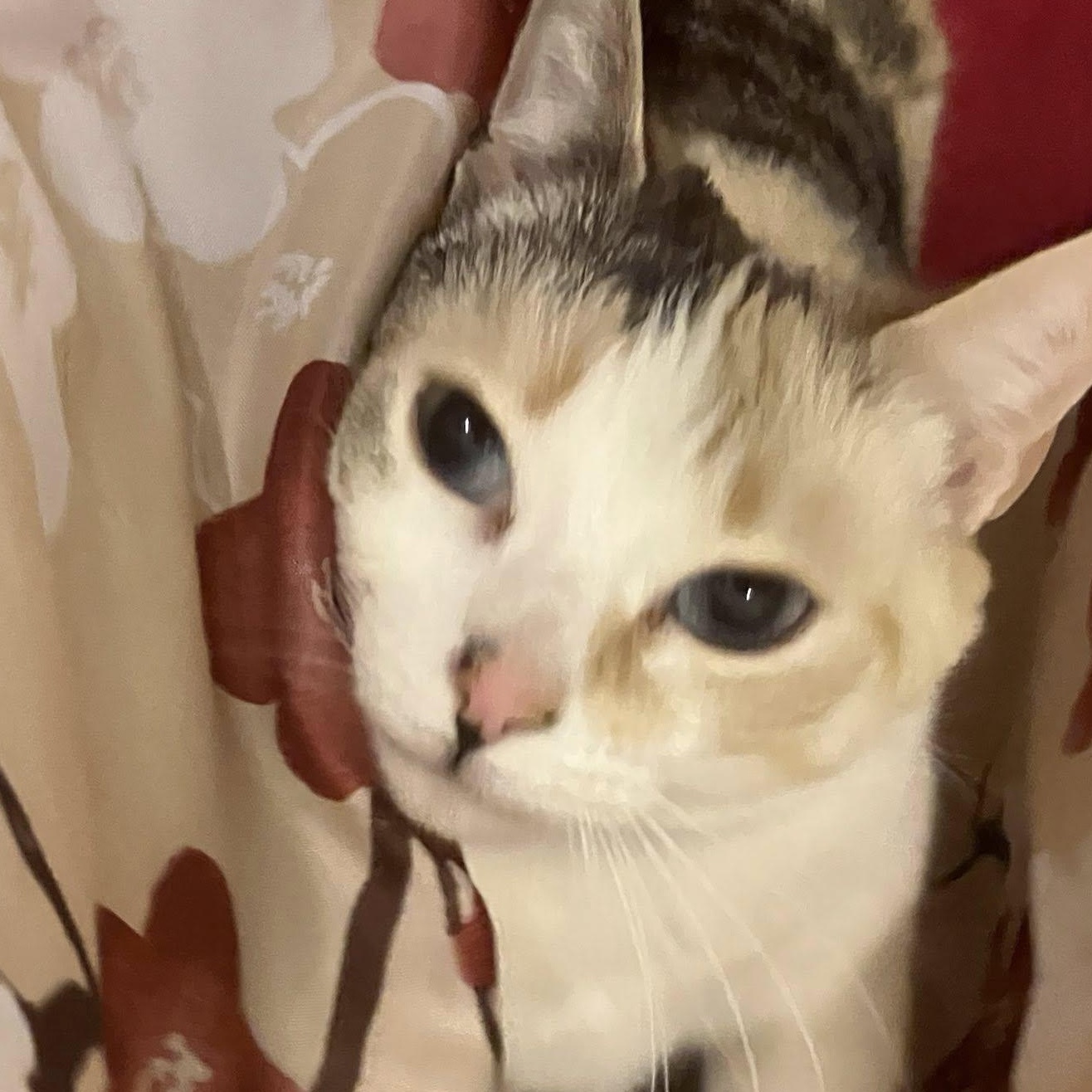 Enlarge Aura and Zephyr, a Adoptable mixed breed in Detroit, MI image 2/4